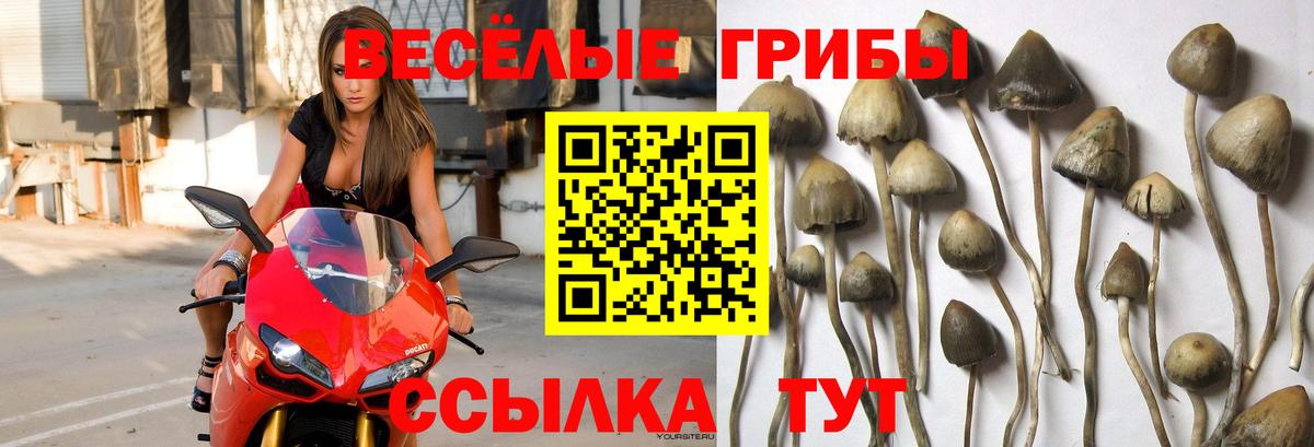 Псилоцибиновые грибы MAGIC MUSHROOMS Камышин